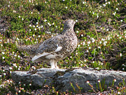 Female whitetailed ptarmigan
