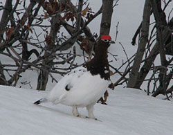Male willow ptarmigan