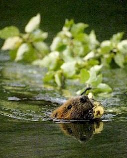 Beaver in water