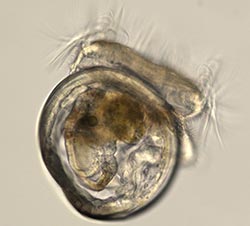An oyster larvae at Dstage