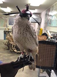 Photo of a gyrfalcon taken in 2019