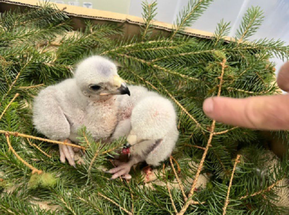 Photo of a goshawk eyas taken in 2023