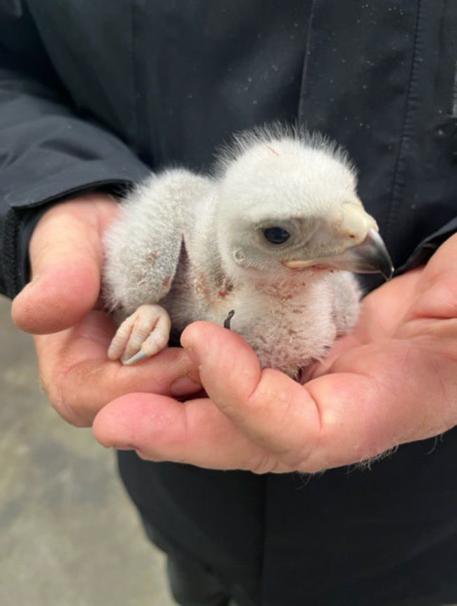 Photo of a goshawk eyas taken in 2023