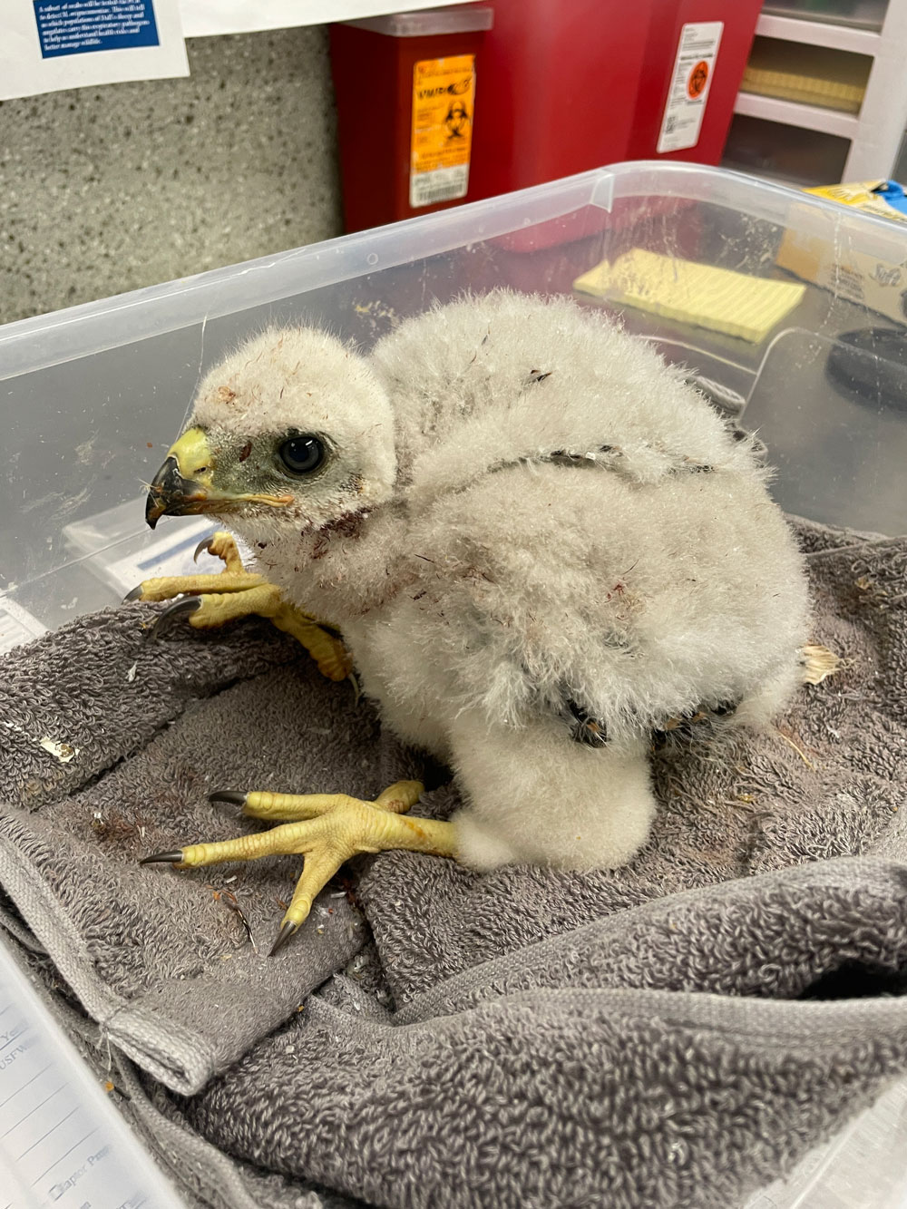 Photo of a goshawk eyas taken in 2023