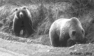 Educating Anchorage residents and visitors about how to interact with potentially dangerous wildlife is a critical plank in any conflict prevention program