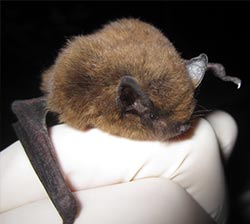 California myotis Juneau