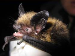 Keens myotis Juneau