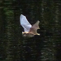 photo of bat