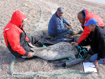 A net was used to capture this ringed seal near Kotzebue  Left to right Frank Garfield Boyuk Goodwin Edward Ahyakak and Kathy Frost  Photo by Denali Whiting 19 June 2014