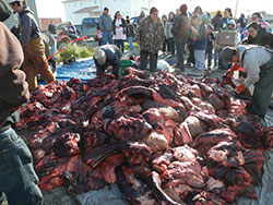 Distribution of walrus harvest from Round Island Bristol Bay at Togiak 2013