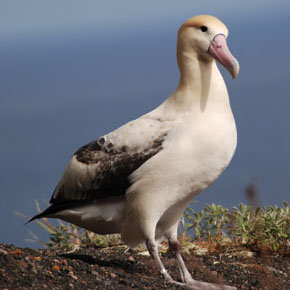 Short-tailed Albatross