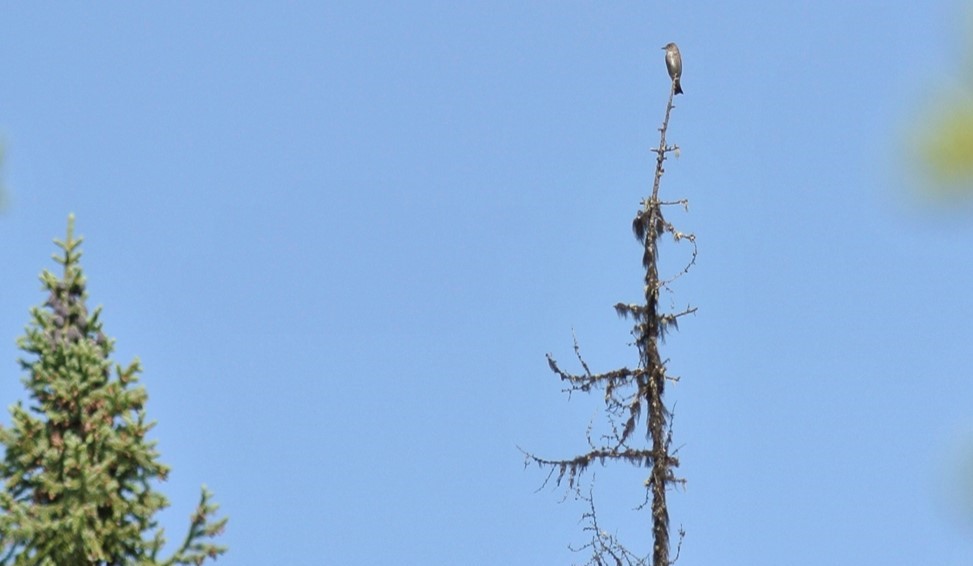 Olive-sided flycatcher atop a dead tree snag in boreal habitat, central Alaska.  Photo: J. Hagelin, ADFG - Alaska Department of Fish and Game (ADFG)