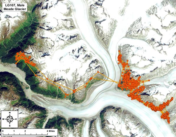 Figure 6 Do mountain goats cross glaciers The map below illustrates the movement patterns of a GPS radiocollared male mountain goat near the Meade Glacier northern Juneau Icefield This animal crossed the Meade Glacier about 25 miles in midsummer in less than six hours