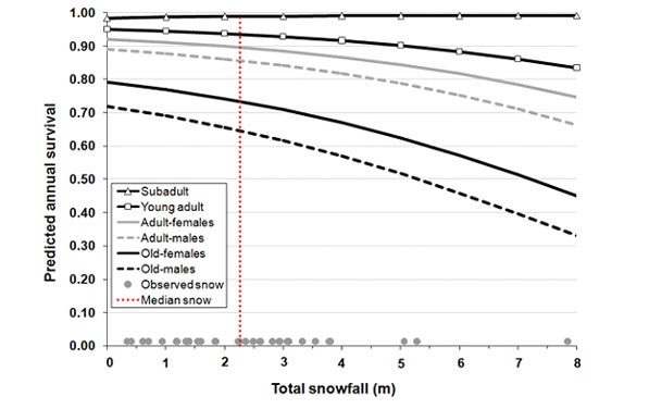 Figure 3 Predicted annual survival of mountain goats in different sex and age categories across the range of total annual snowfall measures cm observed in this study coastal Alaska 19772008