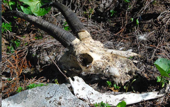 Figure 4 Remains of 14yr old male mountain goat that died during the winter of 2012 This was the oldest male mountain goat yet documented in southeast Alaska research studies 1 year shy of the North American record