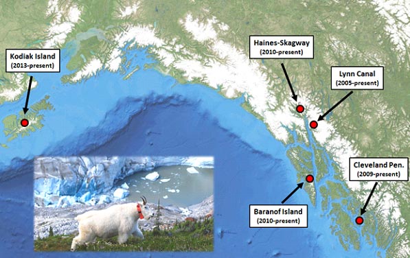 Figure 1 Map of current mountain goat research study areas in Alaska