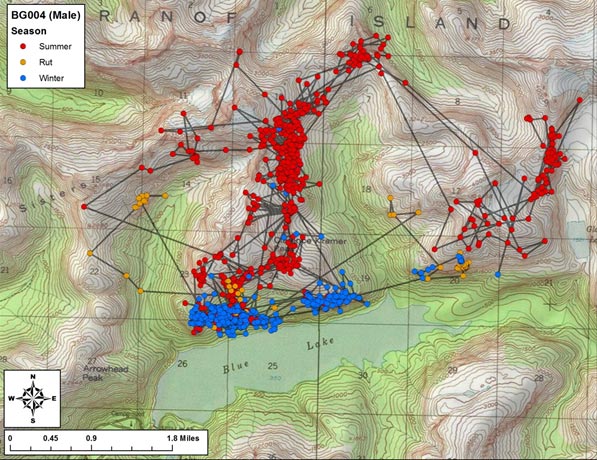 Figure 2 Seasonal movement patterns of a GPS radiocollared male mountain goat illustrating utilization of winter range habitat near the shore of Blue Lake near area proposed to be inundated via hydroelectric development
