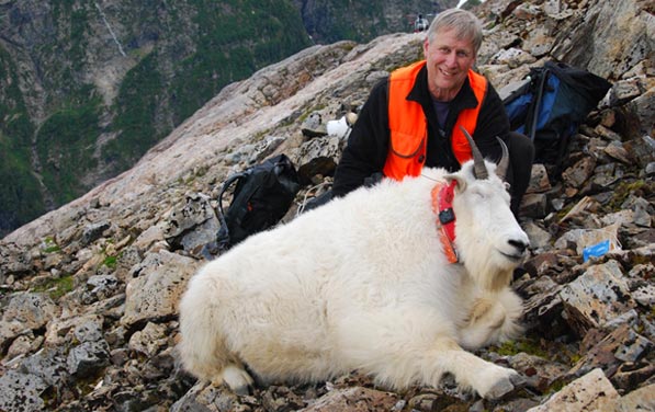 Figure 3 Sitka Area wildlife biologist Phil Mooney handling an immobilized male mountain goat on Baranof Island
