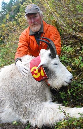 Figure 1 Wildlife biologist Boyd Porter handling an adult male mountain goat on the Cleveland Peninsula
