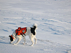 Figure 3 Karelian Bear Dog searching for scent of denning polar bear