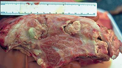 Abscesses and green pus in caribou muscle