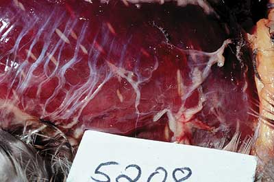 Sarcocysts in breast muscle of duck