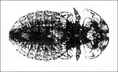 Trichodectes canis louse from a wolf