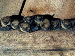 Bats roosting in a building
