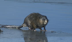 Muskrat