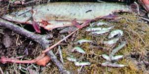 One 16inch long pike caught in the Susitna River had eaten at least a dozen juvenile silver salmon