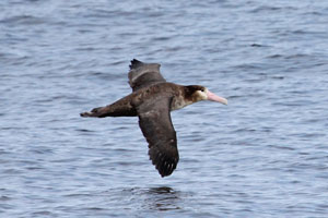 Shorttailed albatross