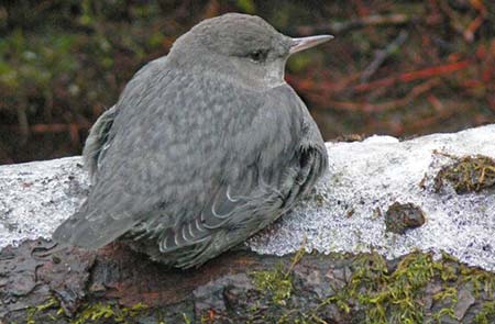 Photo of a American Dipper