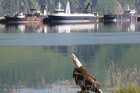 Photo of a Bald Eagle