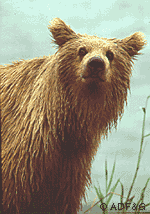 Kodiak Bear