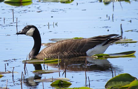 Photo of Canada Goose