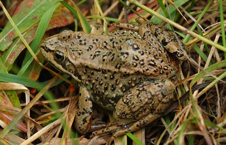 Photo of Columbia Spotted Frog, &copy;Phil Myers