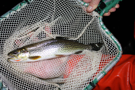 Photo of a Cutthroat Trout