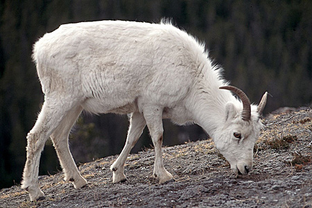 Photo of a Dall Sheep