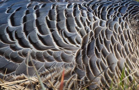 Photo of a Emperor Goose