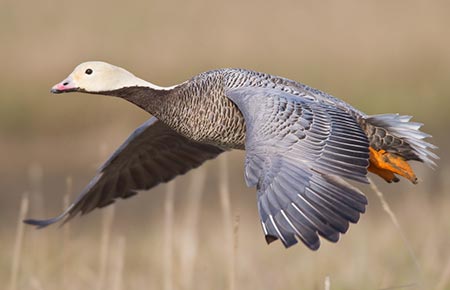Photo of a Emperor Goose
