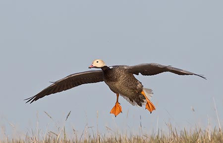 Photo of a Emperor Goose