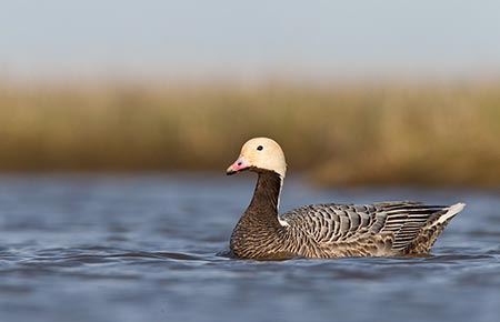 Photo of a Emperor Goose