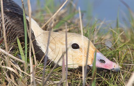 Photo of Emperor Goose