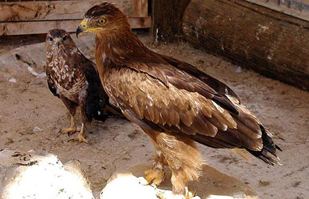 Photo of a Golden Eagle