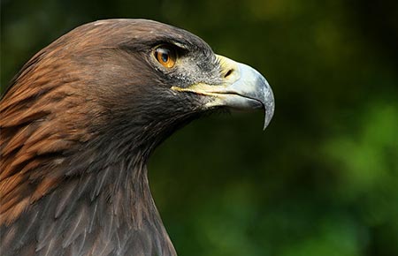 Picture of a golden eagle