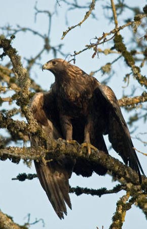 Photo of a Golden Eagle