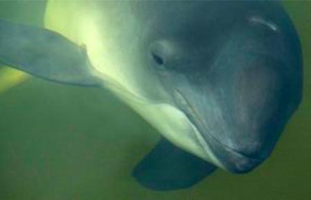 Photo of a Harbor Porpoise