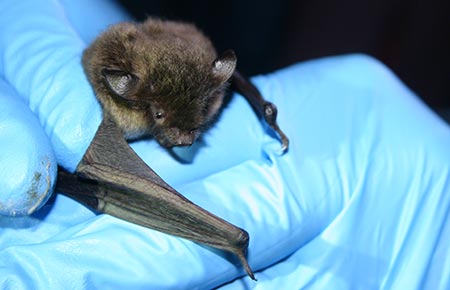 Photo of a Little Brown Bat