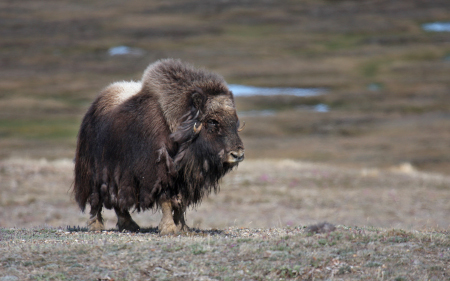Photo of a Muskox