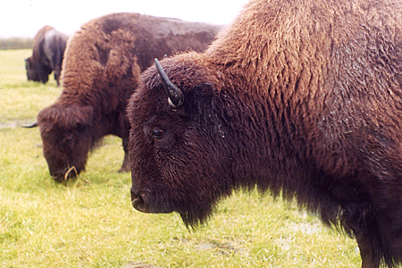 Photo of a a plains bison